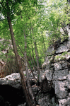 Лес на скалах